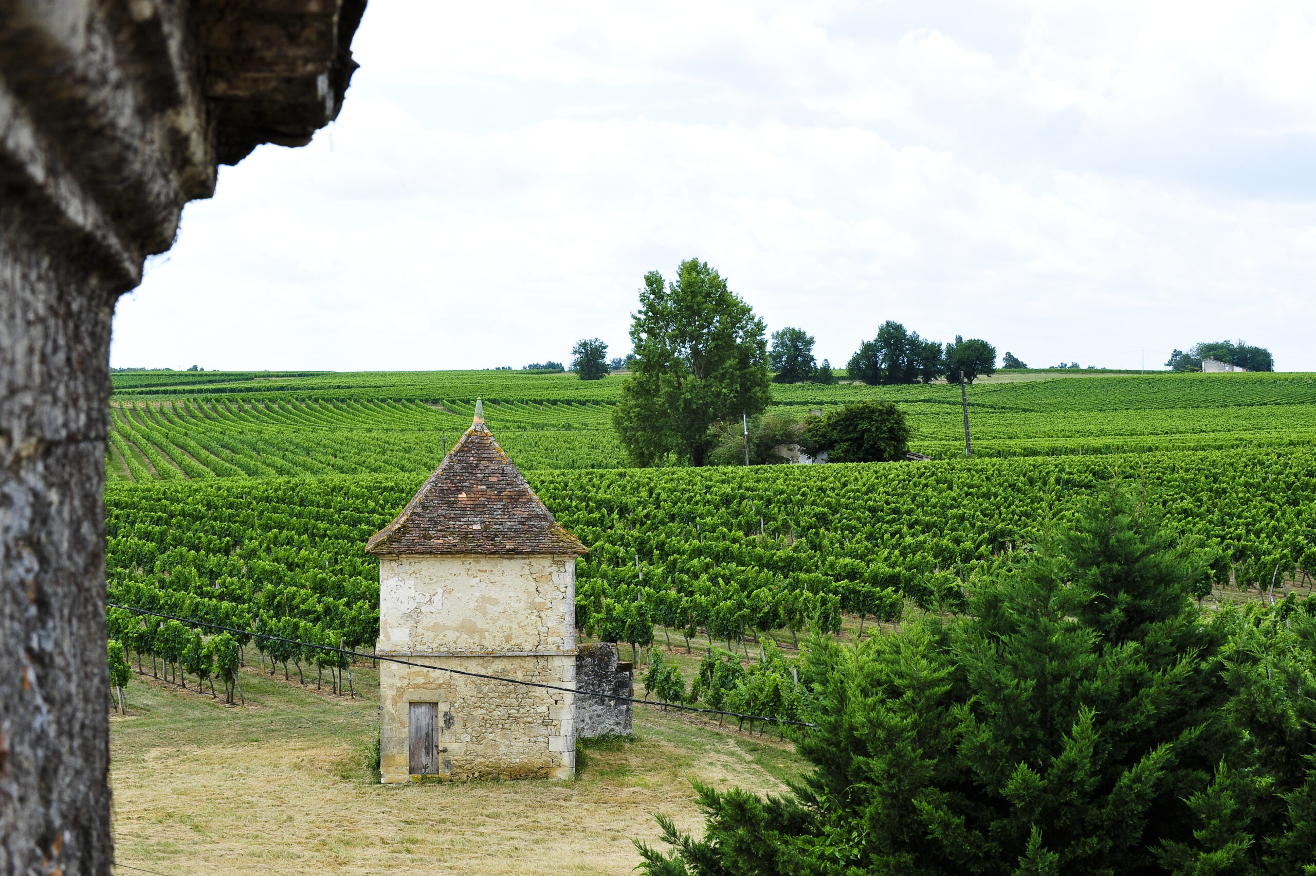 Tour et vignes